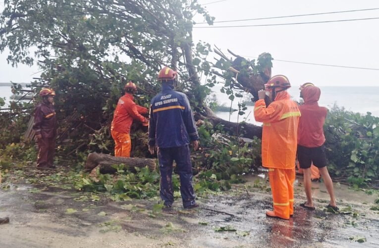 Ada Pohon Tumbang Bikin Macet di Jalan Raya Camplong, Begini Himbauan BPBD Sampang