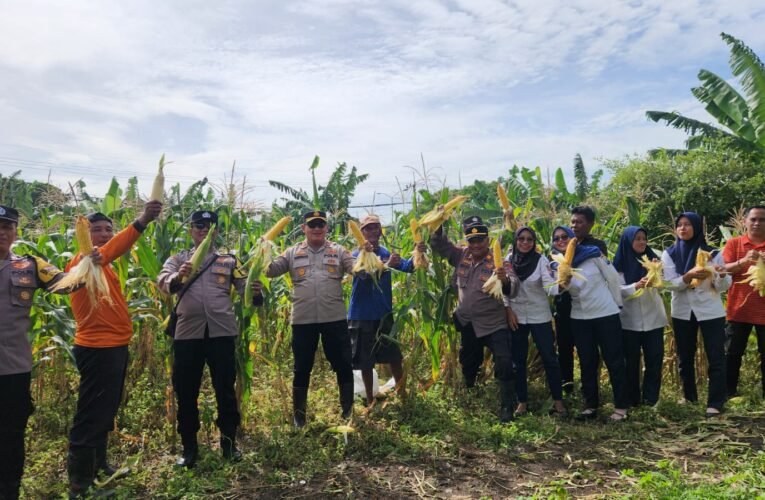Kapolsek Kenjeran Giat Panen Jagung Pipil Sebanyak 1.625 Kg