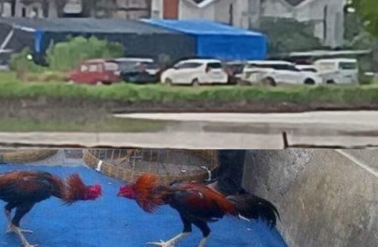 Judi Sabung Ayam Sedati Diduga Direstui Oknum Polsek Sedati Warga Pertanyakan Sikap Polsek dan Lurah