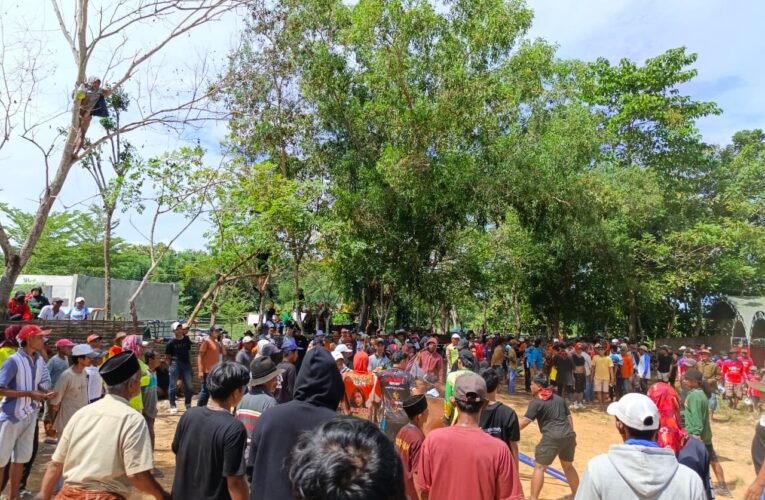 Budaya Kerapan Sapi Di Bangkalan Terancam Musnah,Terkait Biaya Lomba Perijinan Yang Sangat Mahal.